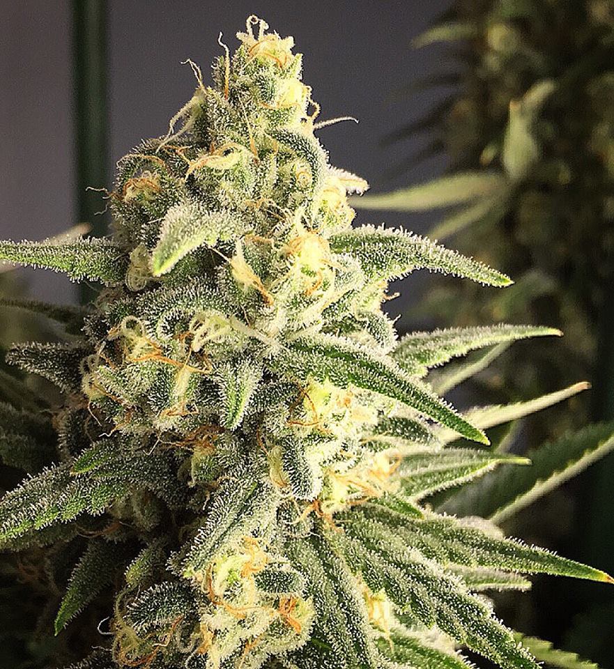 Citrus Samurai Marijuana Strain